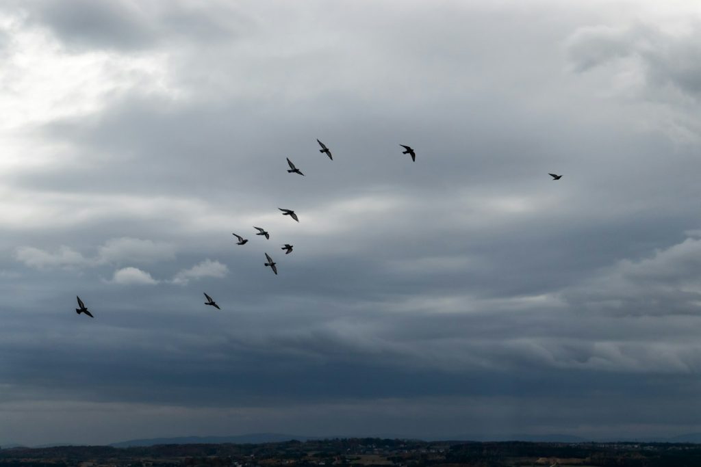 Großer Vogelschwarm am Abendhimmel