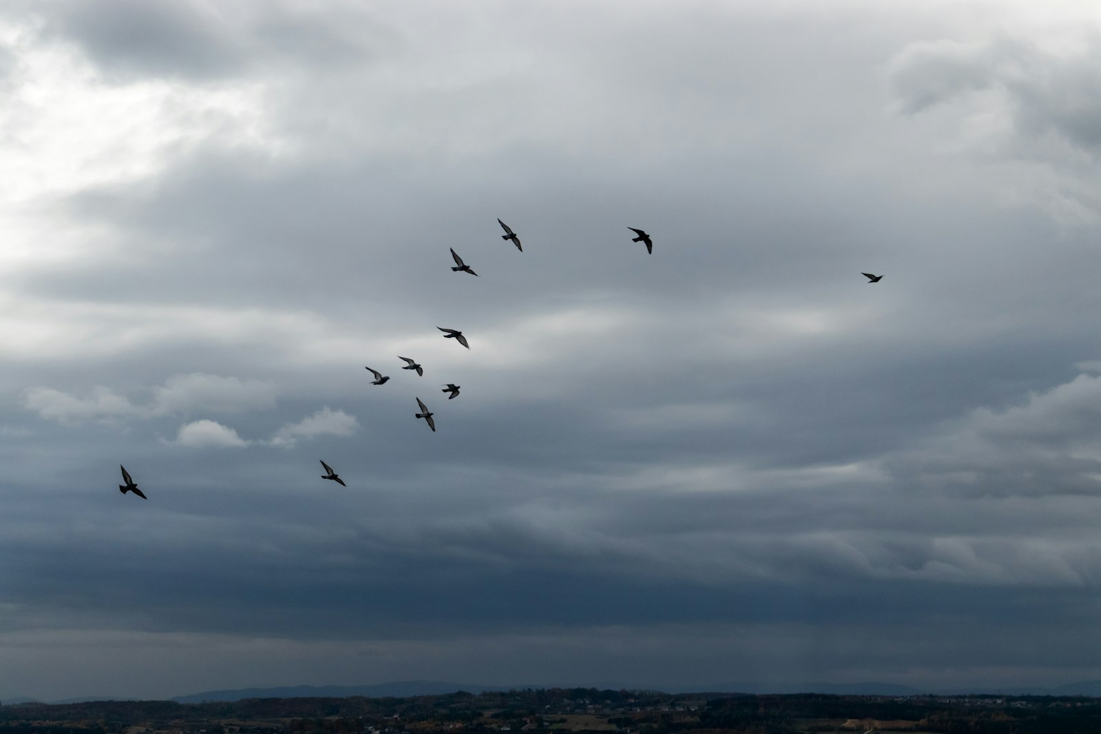 Großer Vogelschwarm am Abendhimmel