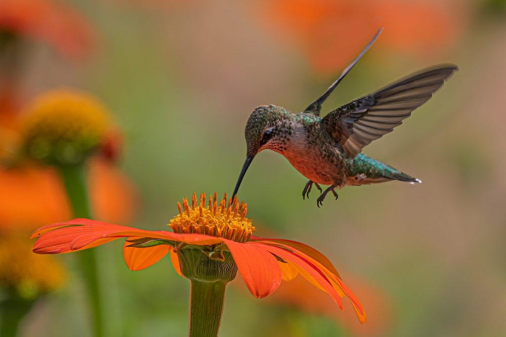 Ein Kolibri in Nahaufnahme