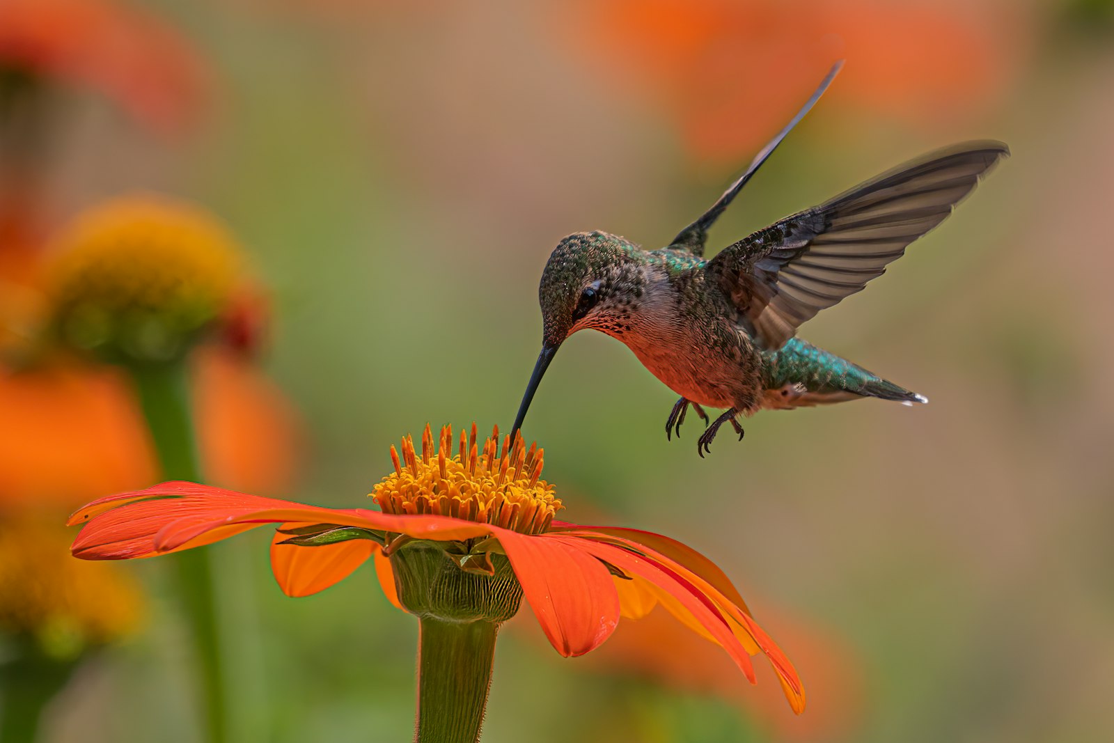 Close-up of a hummingbird feeding at an orange flower